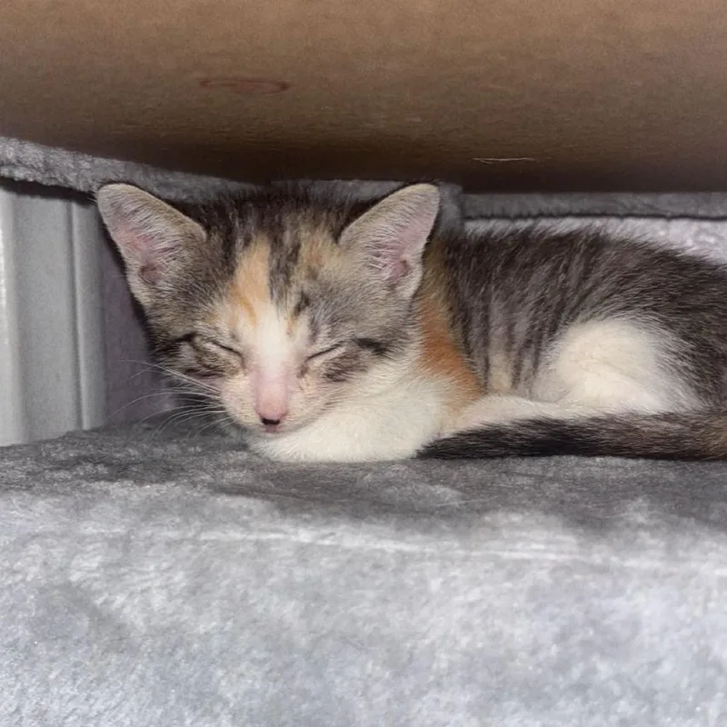 Blanquita thumbnail 3