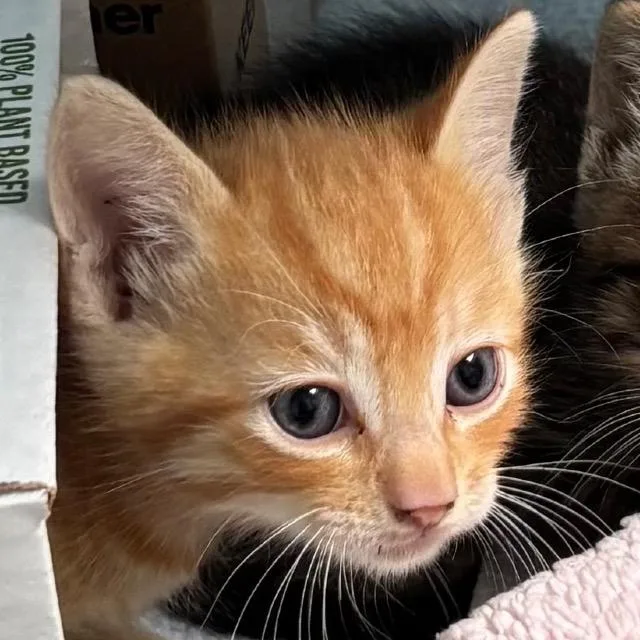 A baby small-sized male Orange / Red Domestic Short Hair cat named Orange Blossom for adoption in Volcano, HI