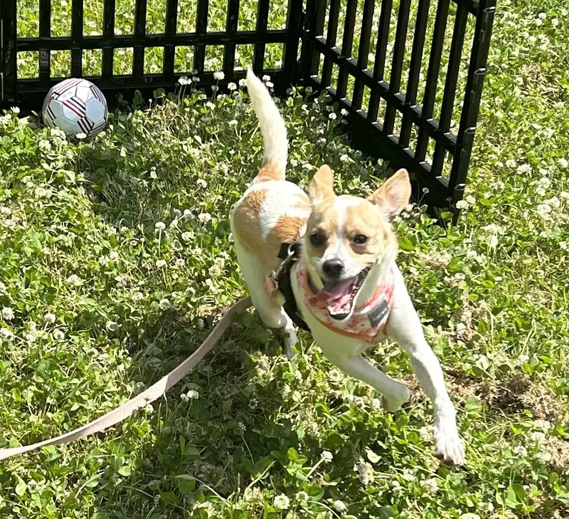 An adult medium-sized male Mixed Breed dog named Ralphie for adoption in Milton, MA