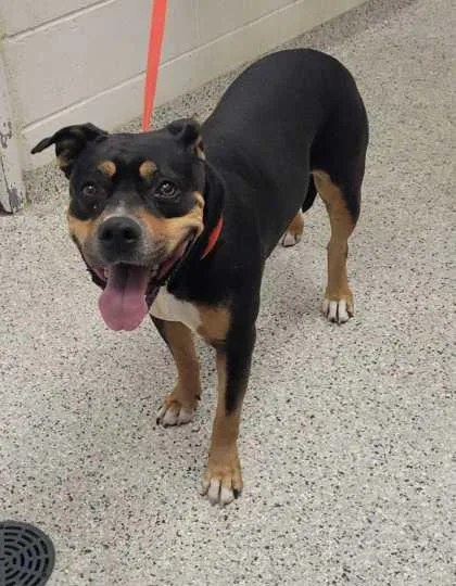 A senior large-sized female Black Pit Bull Terrier dog named Jasmine for adoption in Kansas City, MO