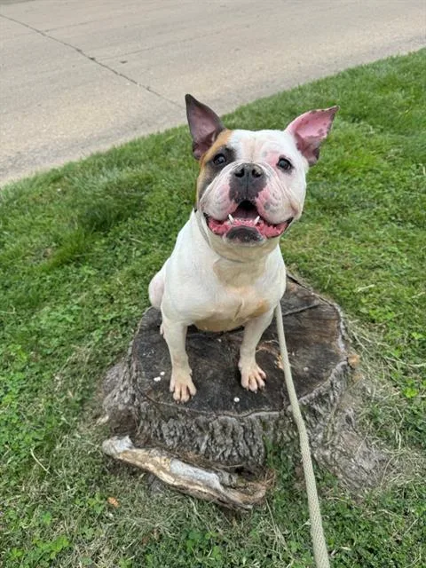 A young medium-sized female American Bulldog dog named Layla for adoption in Olivette, MO