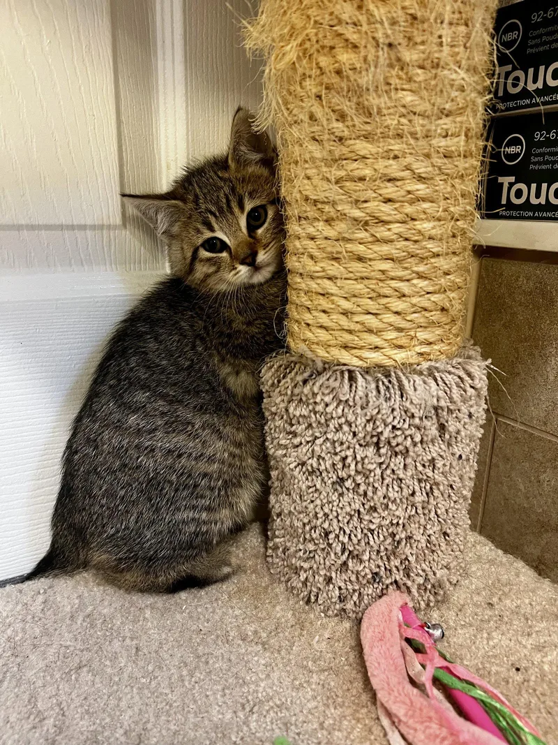 A baby large-sized male Tabby cat named Nickel for adoption in Ringwood, NJ