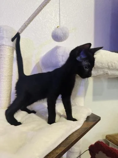 A baby small-sized male Black Domestic Short Hair cat named Harry for adoption in Liverpool, TX