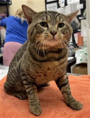A young small-sized male Domestic Short Hair cat named Sparkle for adoption in Aliquippa, PA