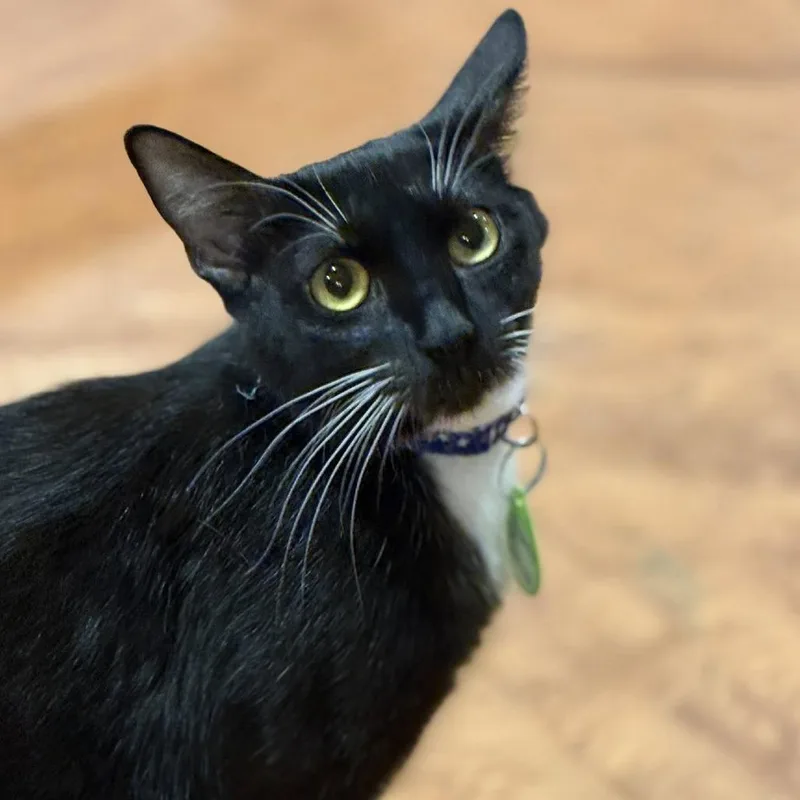 A young small-sized female Black Domestic Short Hair cat named Sunglasses for adoption in Tucson, AZ