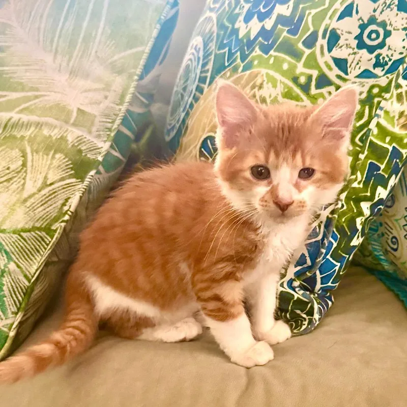 A baby small-sized female Orange / Red Domestic Short Hair cat named Jubilee for adoption in Tacoma, WA
