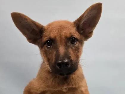 A baby large-sized female Hound dog named Savannah for adoption in Coon Rapids, MN