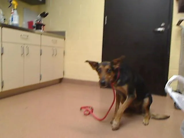 A young medium-sized female German Shepherd Dog dog named Lithium for adoption in Cookeville, TN