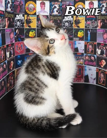 A baby small-sized male Domestic Medium Hair cat named Bowie for adoption in Morton Grove, IL