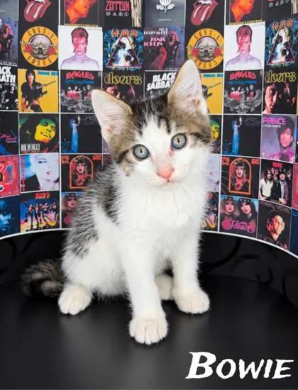 Bowie thumbnail 2