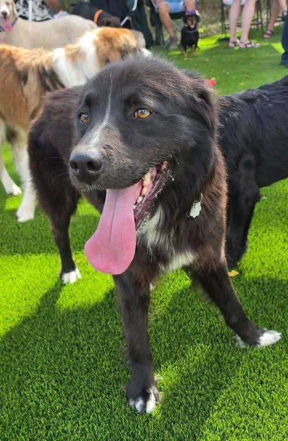 An adult large-sized male Australian Shepherd dog named Socks for adoption in Crossville, TN