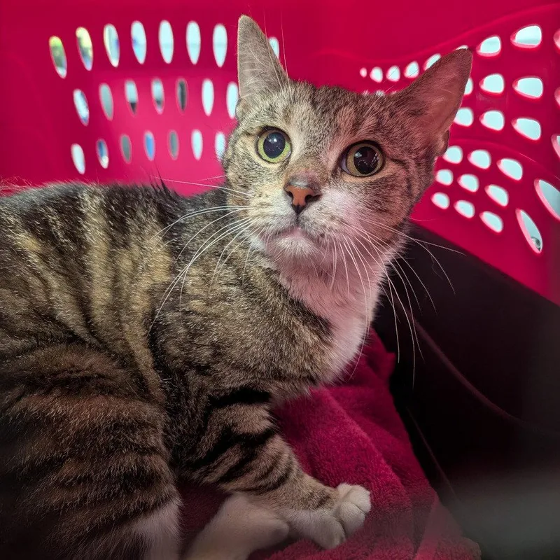 A young medium-sized female Domestic Short Hair cat named Delilah for adoption in New Castle, DE