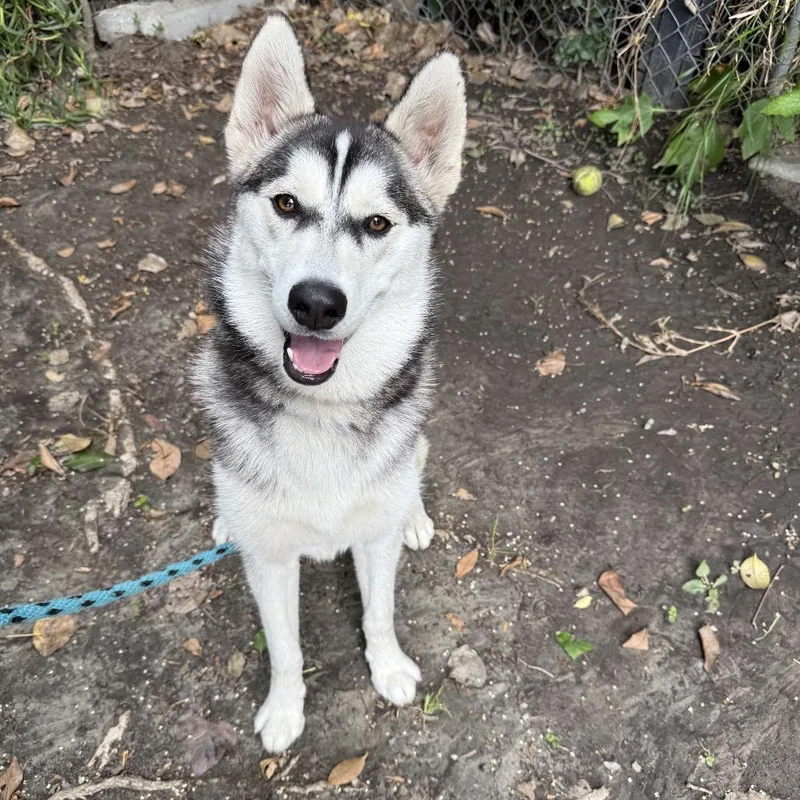 A young medium-sized female White / Cream Husky dog named Ivy for adoption in Hawthorne, CA