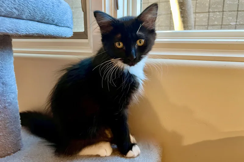 A baby small-sized female Domestic Long Hair cat named Penny Lane for adoption in Fountain Hills, AZ