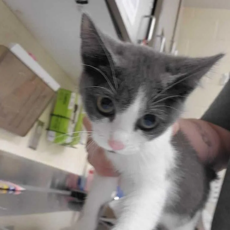 A baby small-sized female White Domestic Short Hair cat named Temperance Brennan for adoption in Asheville, NC