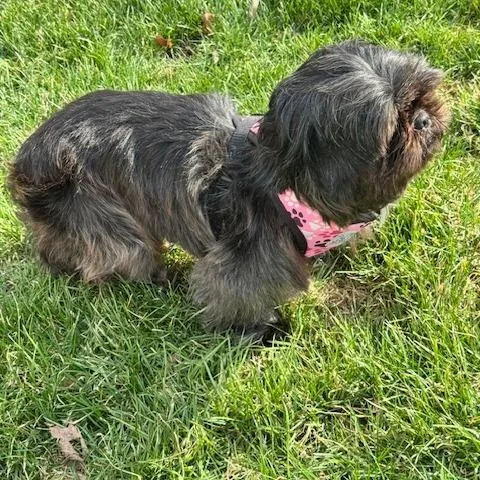 An adult small-sized female Black Shih Tzu dog named Royalty for adoption in South Haven, MI