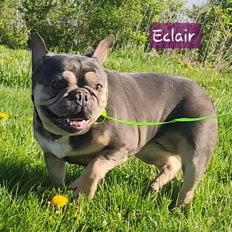 Eclair thumbnail 2