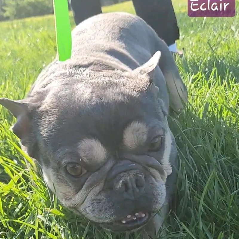 Eclair thumbnail 3