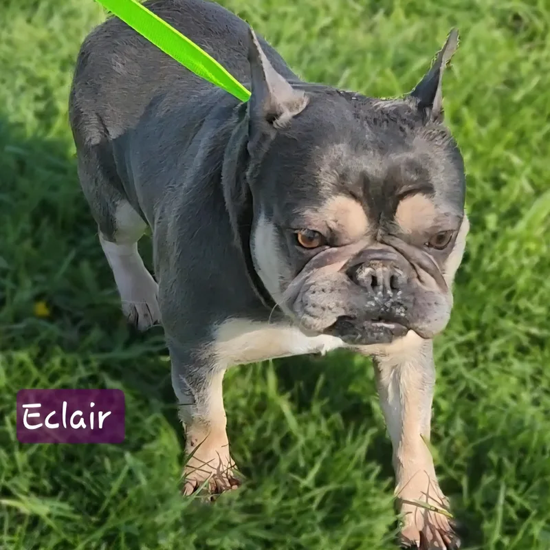 Eclair thumbnail 4