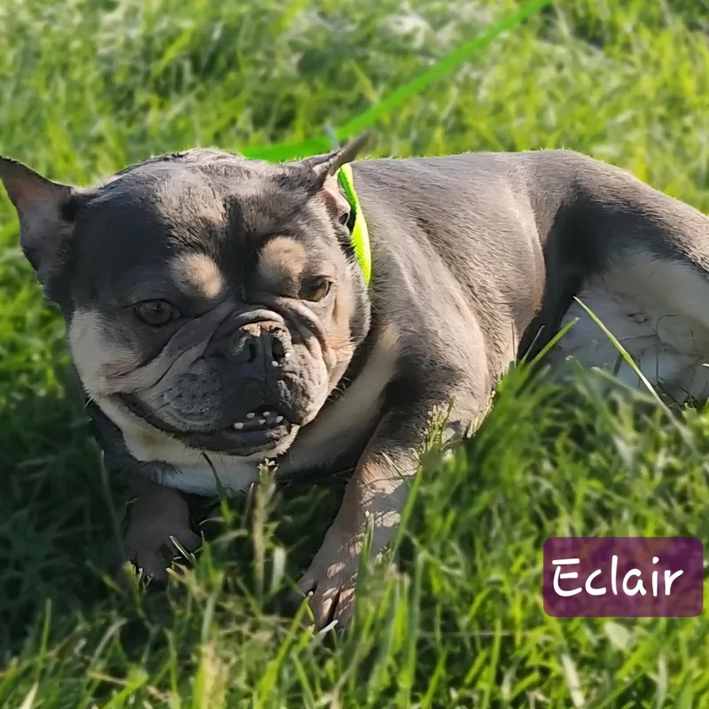 Eclair thumbnail 5