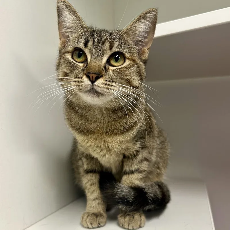 A young medium-sized female Brown / Chocolate Domestic Short Hair cat named Muggle for adoption in St Joseph, MO
