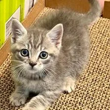 A baby small-sized male Domestic Short Hair cat named Spike for adoption in Fairfax, VA