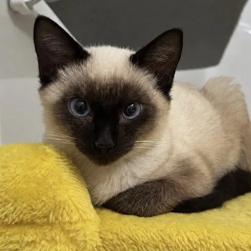 A baby small-sized male Siamese cat named Ollie for adoption in Knoxville, TN