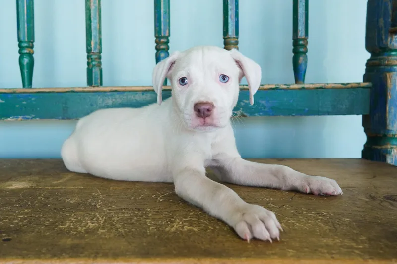 A young medium-sized male White / Cream Pit Bull Terrier dog named Beastie for adoption in San Antonio, TX