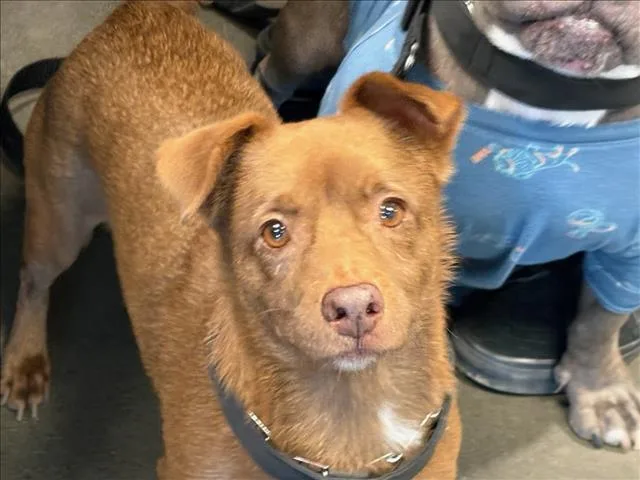 An adult small-sized male Terrier dog named Charly for adoption in Chatsworth, CA