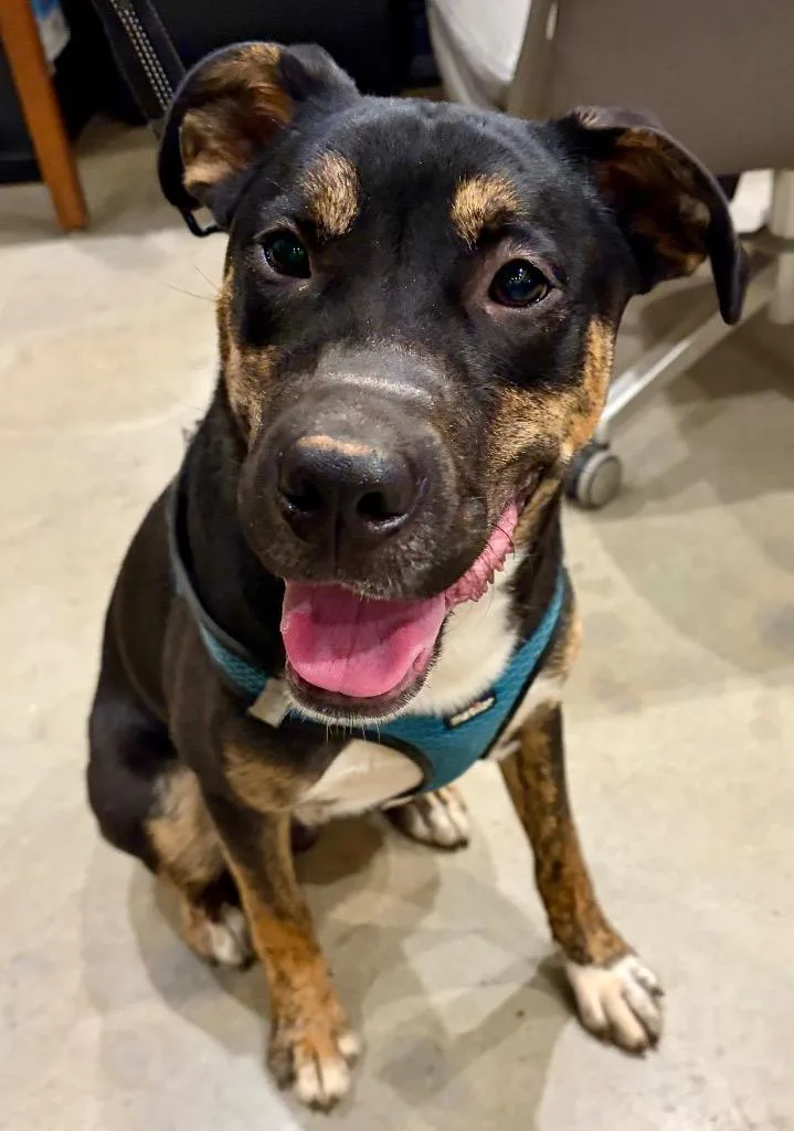 A young large-sized male Mixed Breed dog named Rudy for adoption in Douglasville, GA