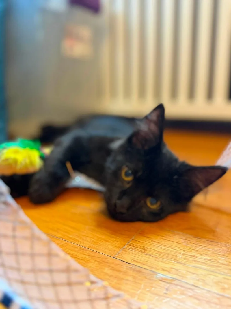 A baby small-sized female Domestic Short Hair cat named Pepper for adoption in Enfield, CT