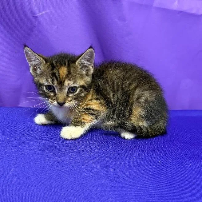 A baby small-sized female Brown / Chocolate Domestic Medium Hair cat named Valley for adoption in North Myrtle Beach, SC