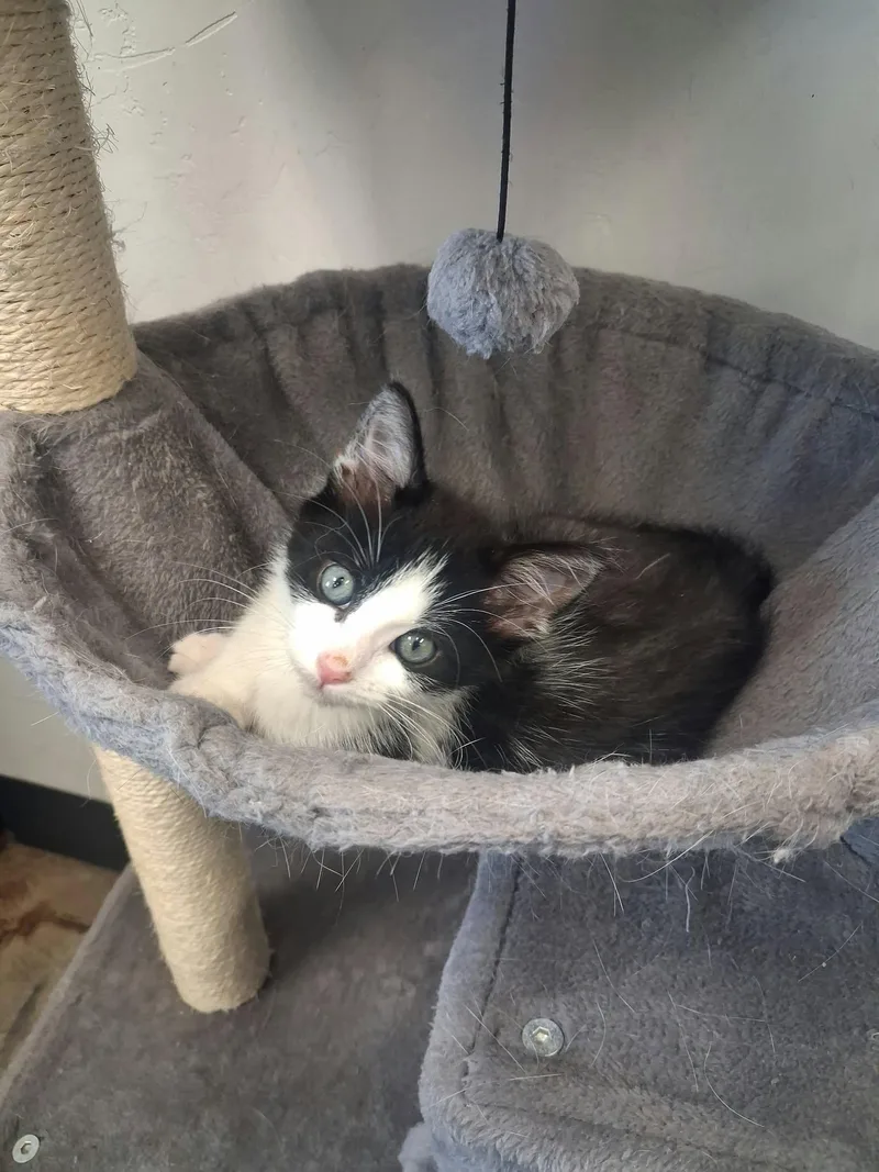 A young medium-sized male Domestic Medium Hair cat named Frank for adoption in Roosevelt, UT