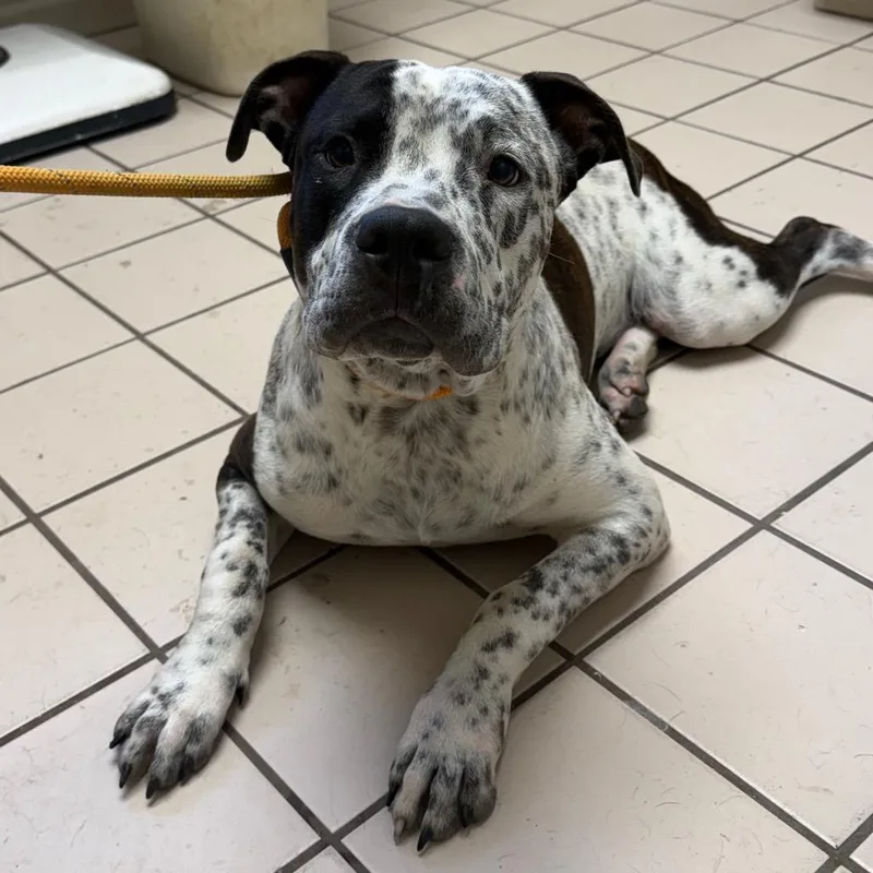 An adult large-sized male White / Cream Pit Bull Terrier dog named TUSCStray for adoption in Tuscaloosa, AL