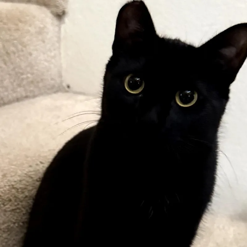 Dumpling thumbnail 2