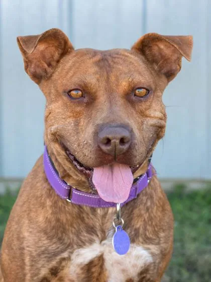 An adult medium-sized female Staffordshire Bull Terrier dog named Hazelnut for adoption in La Grange, TX