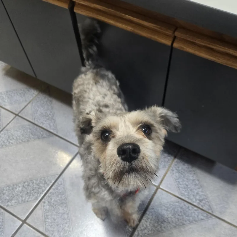 An adult small-sized male Gray / Blue / Silver Miniature Schnauzer dog named Theodorable for adoption in Normal, IL