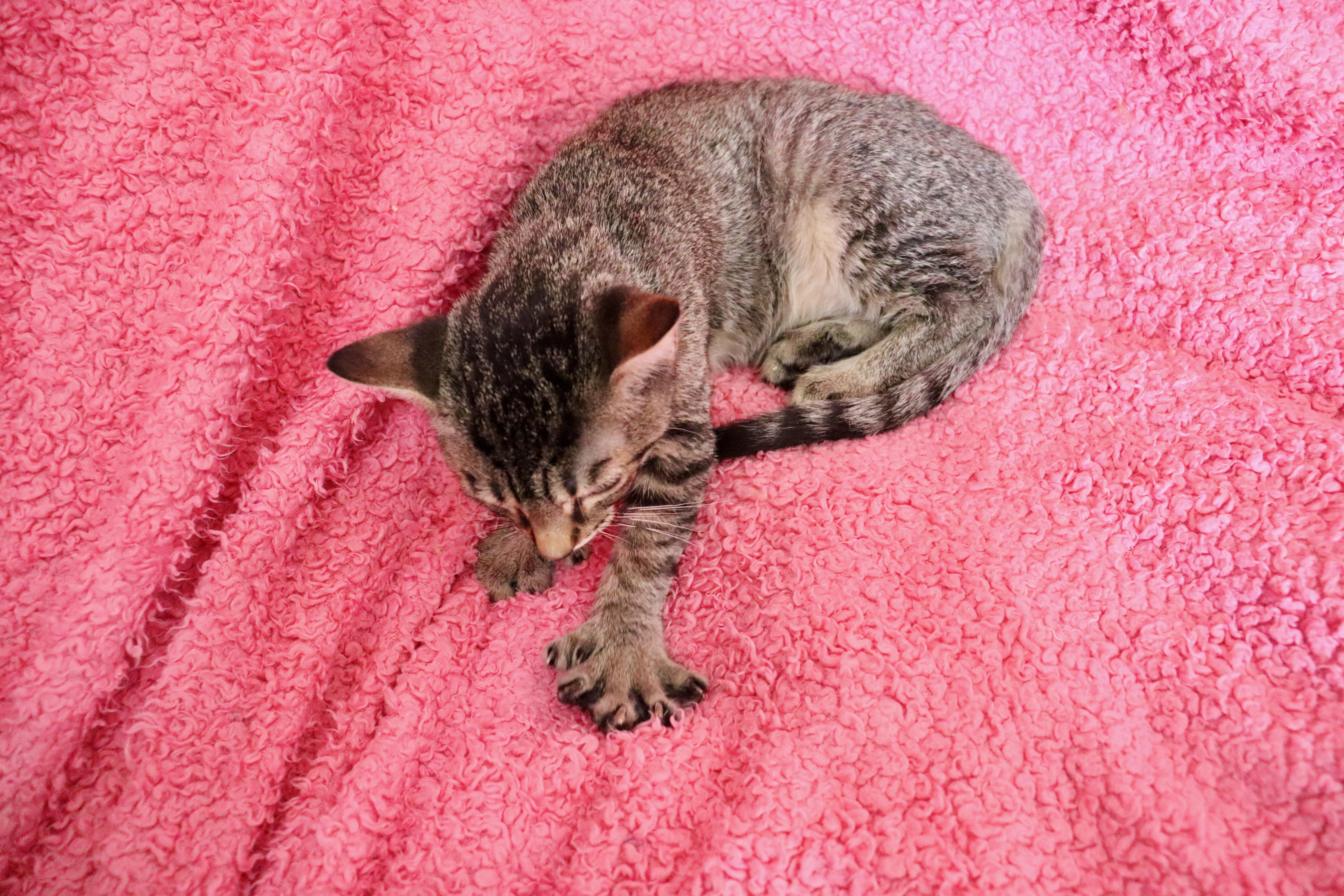 A baby medium-sized female Tabby (Buff / Tan / Fawn) Extra-Toes Cat / Hemingway Polydactyl cat named Mini Toes for adoption in Saint Augustine, FL