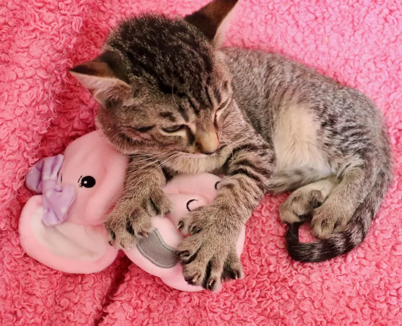 Mini Toes thumbnail 2