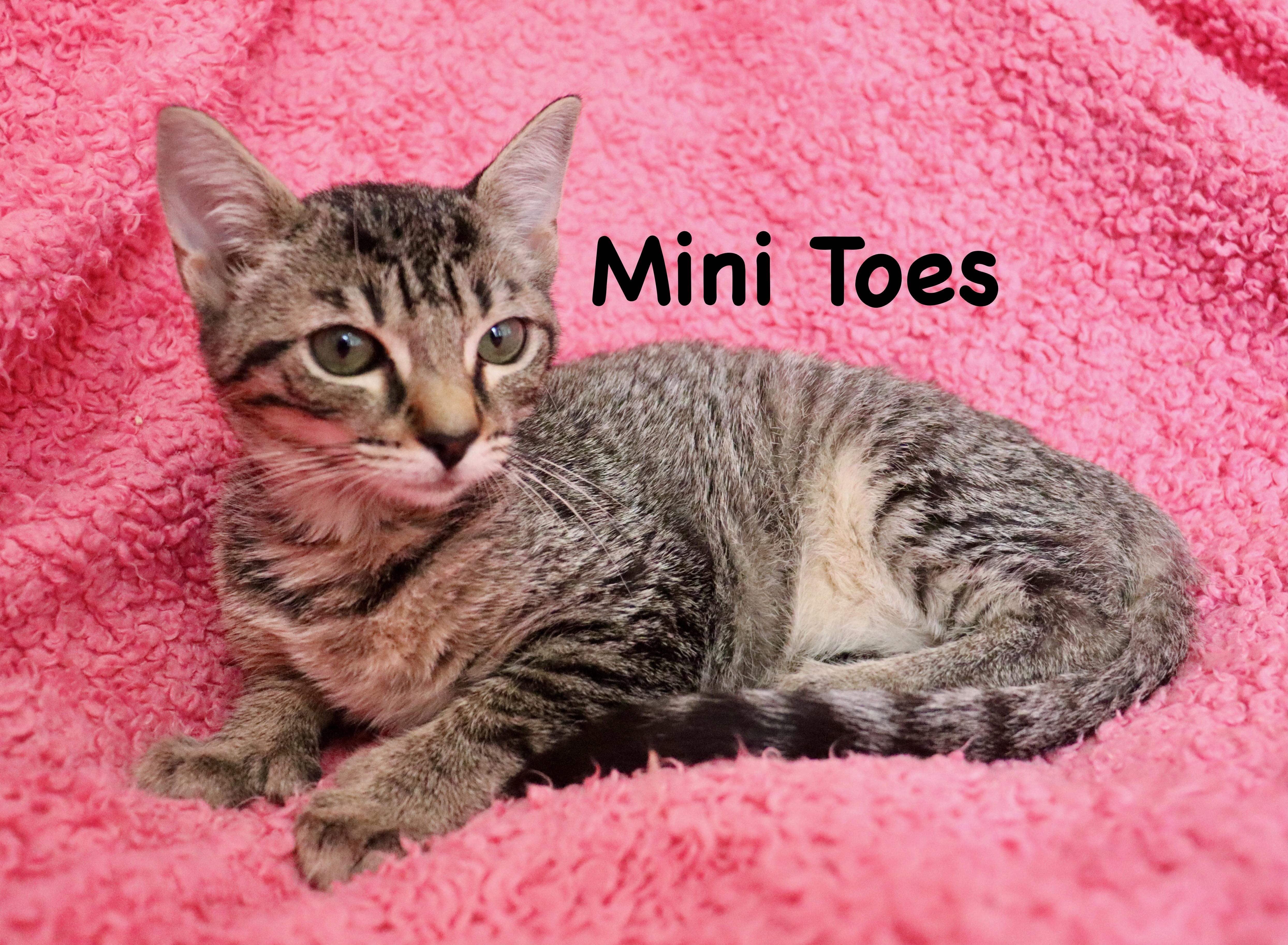 Mini Toes thumbnail 5