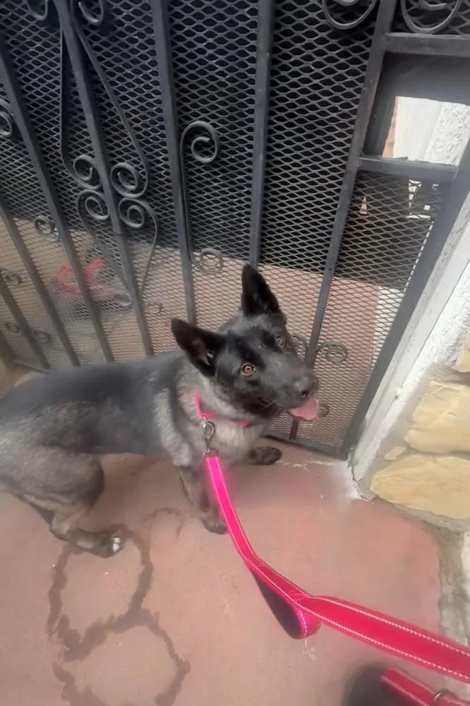 A young large-sized female Brown / Chocolate Belgian Shepherd / Malinois dog named River for adoption in Pasadena, CA