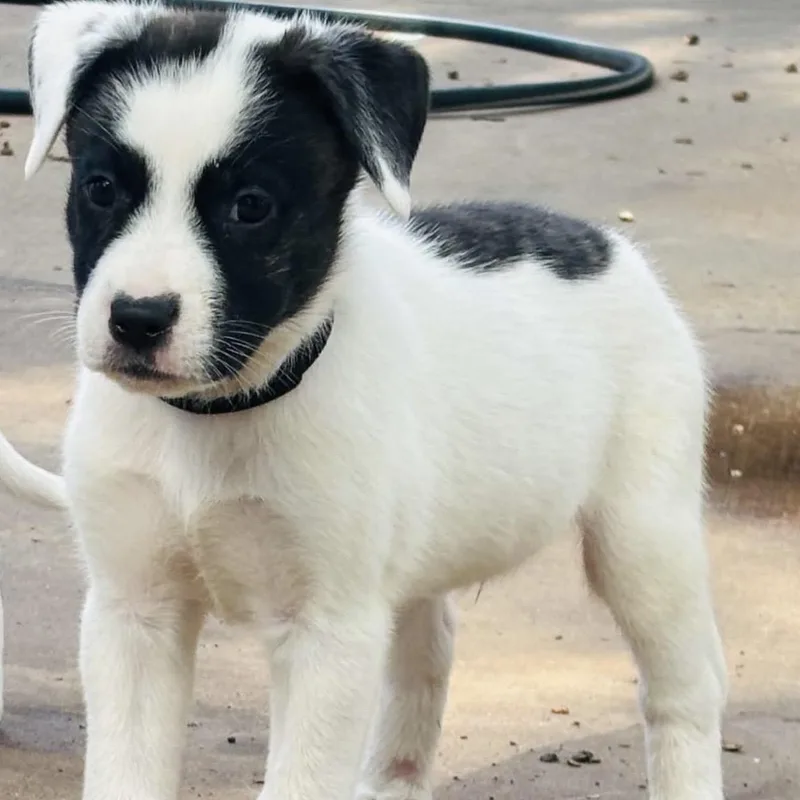 A baby medium-sized male Mixed Breed dog named Willie for adoption in Pelham, NH