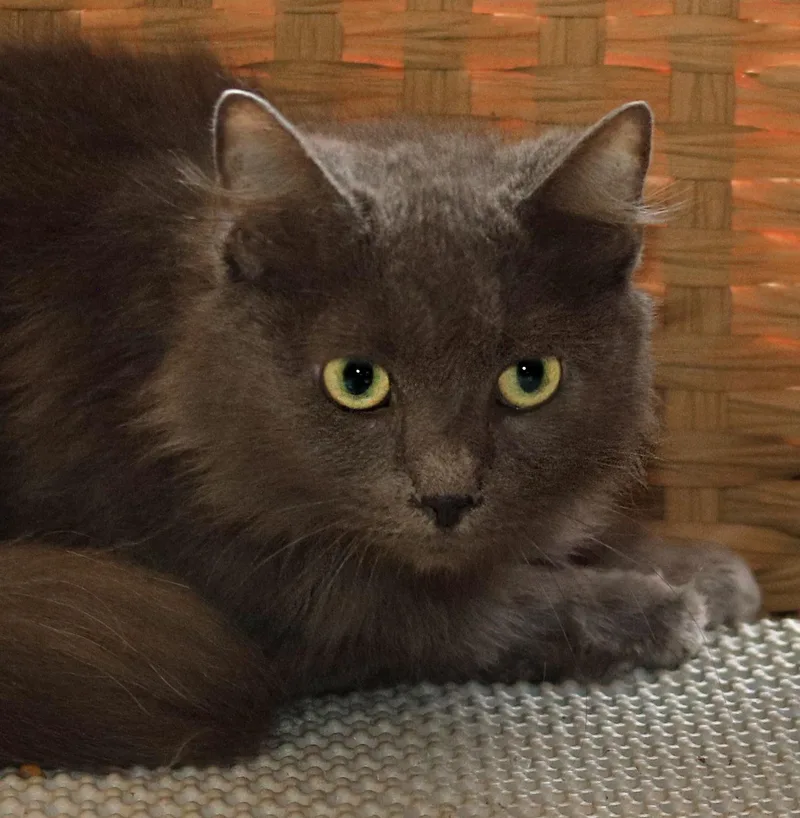 A young medium-sized female Domestic Medium Hair cat named Claudia for adoption in North Fort Myers, FL