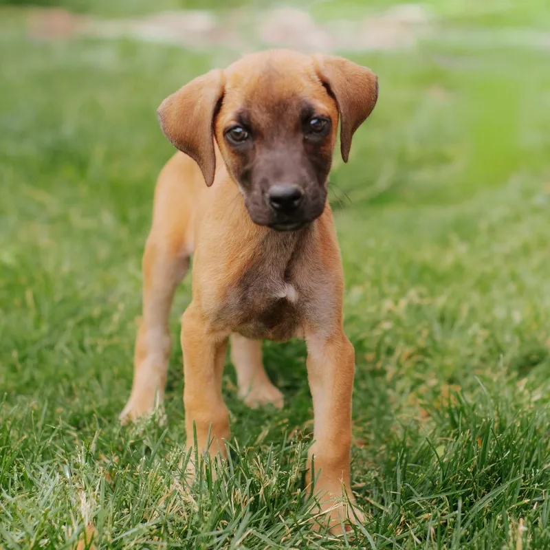 A baby small-sized male Brown / Chocolate Shepherd dog named Edgar for adoption in Northbrook, IL