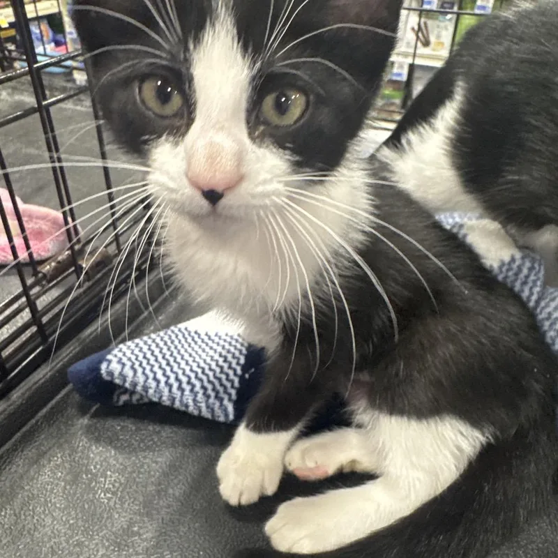 A baby small-sized female Black Domestic Short Hair cat named Penguin for adoption in Gonzales, LA