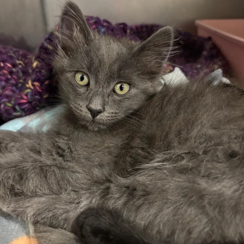 A baby small-sized female Gray / Blue / Silver Domestic Long Hair cat named Fern for adoption in Morgan Hill, CA