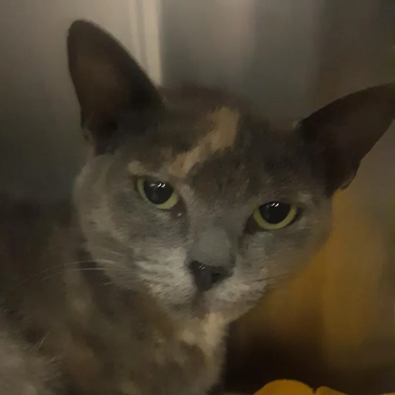 A young small-sized female Gray / Blue / Silver Domestic Short Hair cat named Tulle for adoption in Spokane, WA
