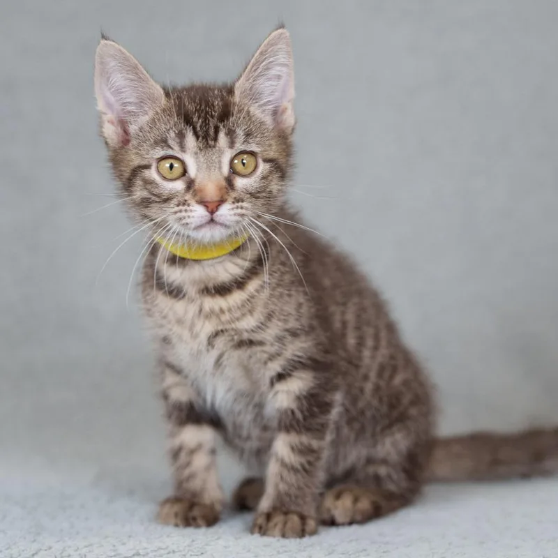 A baby small-sized female Brown / Chocolate Domestic Short Hair cat named Toblerone for adoption in Sunnyvale, CA