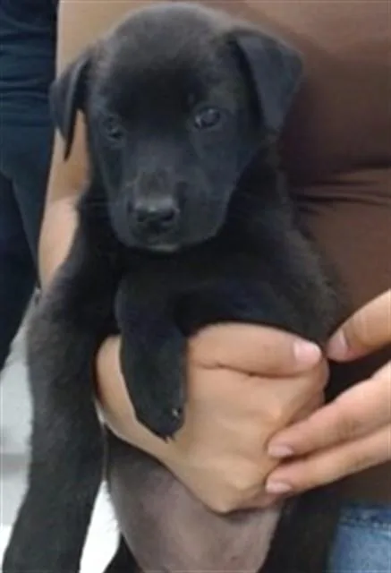 A baby small-sized female Australian Shepherd dog named A for adoption in Oklahoma City, OK