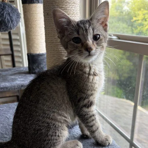 A baby small-sized female Tabby (Brown / Chocolate) Domestic Short Hair cat named Louise for adoption in Knoxville, TN